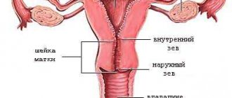 Зональная анатомия шейки матки.